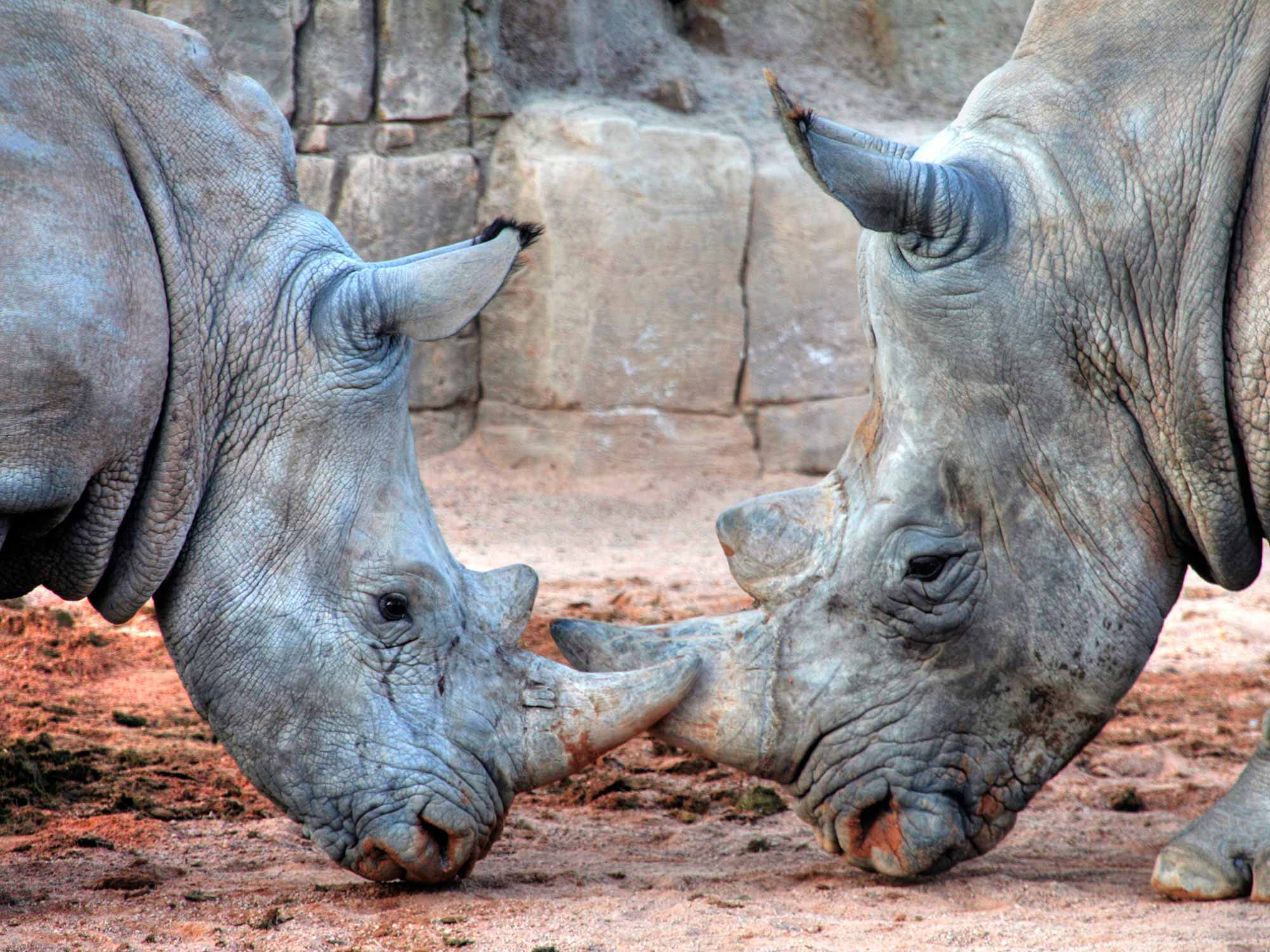 Le Rhino and Lion Park