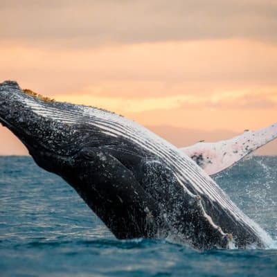 Croisiere aux baleines