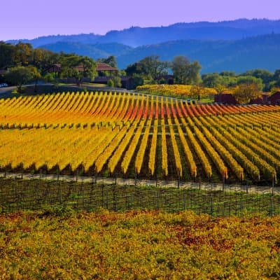 Les vignobles de la Napa Valley