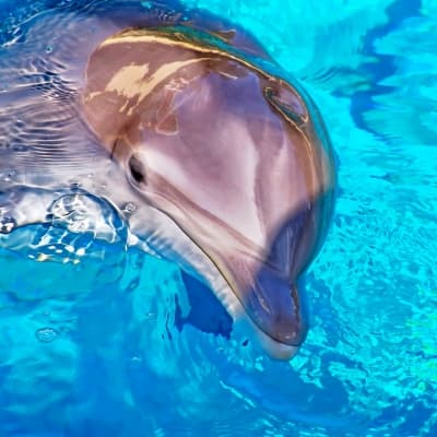 Miami Seaquarium (réservable par nos soins)