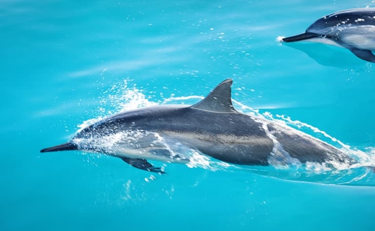 Les dauphins de la baie de Kealakekua Bay