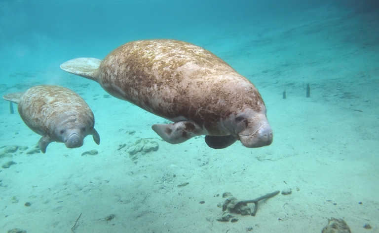 Nage avec les lamantins de Crystal River