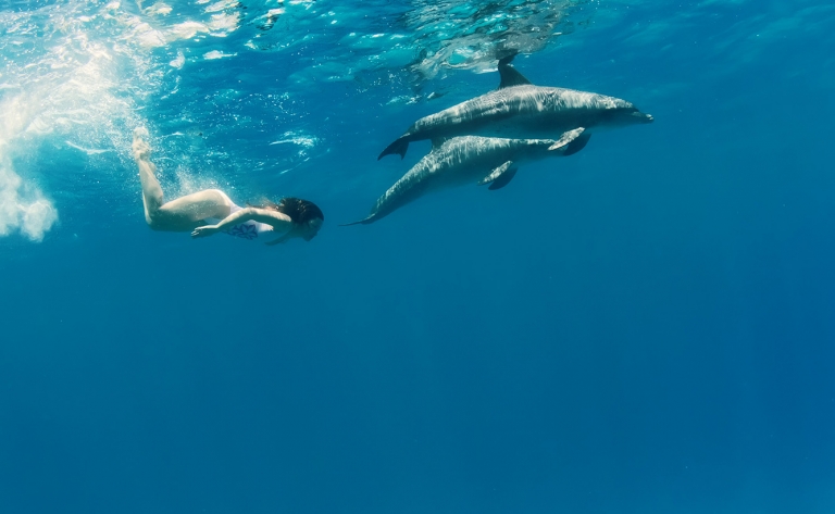 Les dauphins de la baie de Kealakekua