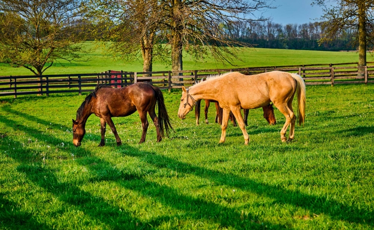 Plongée dans la vie de ranch